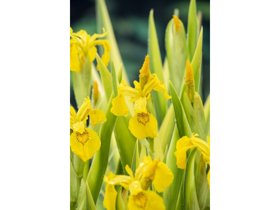 Iris pseudacorus 'Variegata'