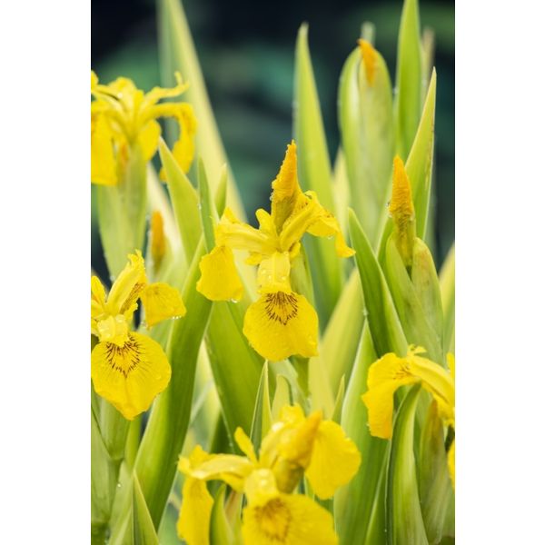 Iris pseudacorus 'Variegata'