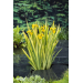 Iris pallida 'Variegata'