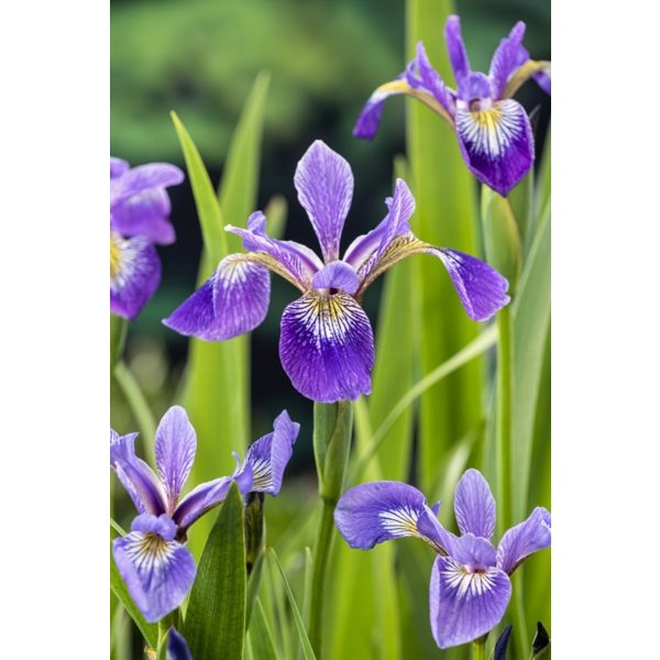 Iris versicolor