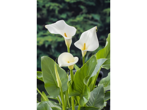 Zantedeschia aethiopica