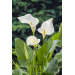 Zantedeschia aethiopica