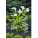 Zantedeschia aethiopica