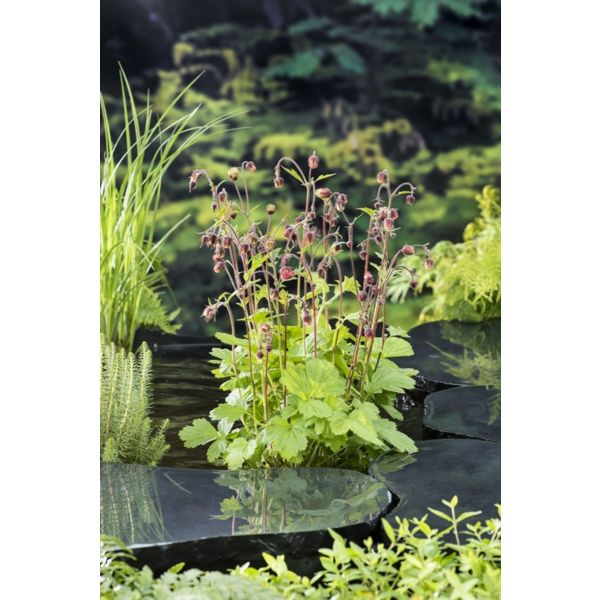 Geum rivale