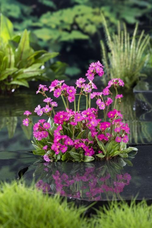 Primula rosea