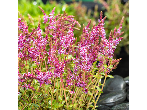 Rotala indica