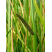 acorus calamus