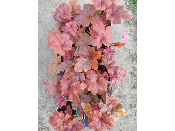 Heucherella "Hopscotch" Plugg