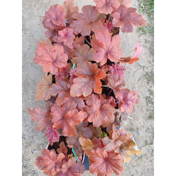 Heucherella "Hopscotch"