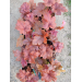 Heucherella "Hopscotch" Plugg