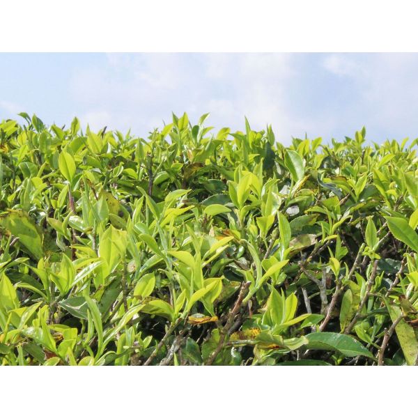 Phuguri Darjeeling First Flush Økologisk