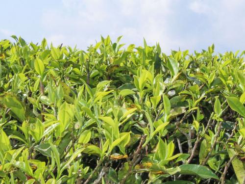 Victoria's Peak Darjeeling First Flush Økologisk