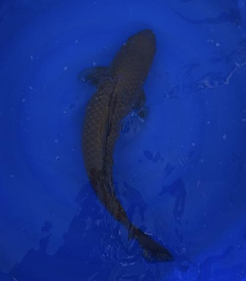Chagoi 55cm