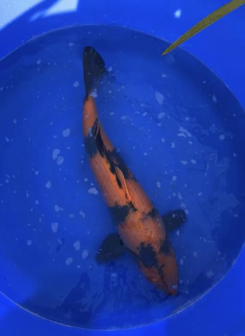 65cm Jumbo Nisai HiUtsuri