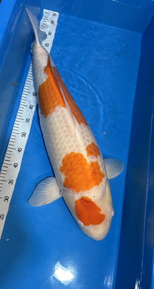 Kohaku hunnfisk / 76cm