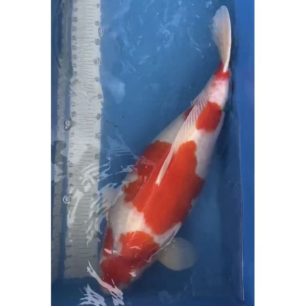 Kohaku Female ca 75cm