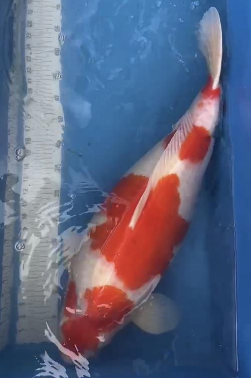 Kohaku Female ca 75cm