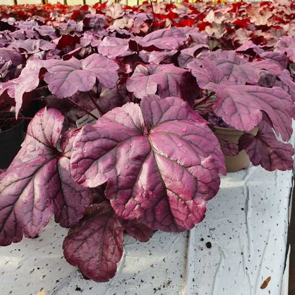 Heuchera "Wild Rose" Plugg