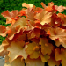 Heuchera "Caramel " Plugg