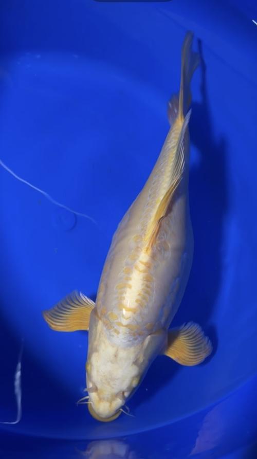 Sesai Doitsu Longfinn 55cm 
