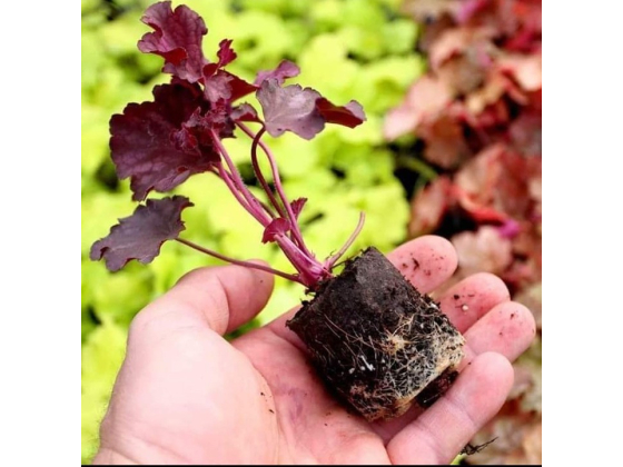 Heuchera "Winterberry" Plugg