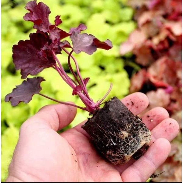 Heuchera "Winterberry" Plugg