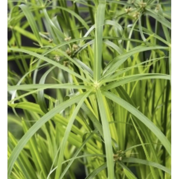 Cyperus alternifolius