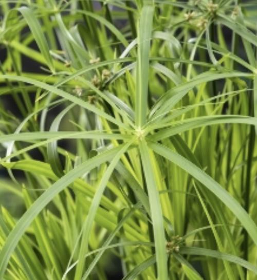 Cyperus alternifolius
