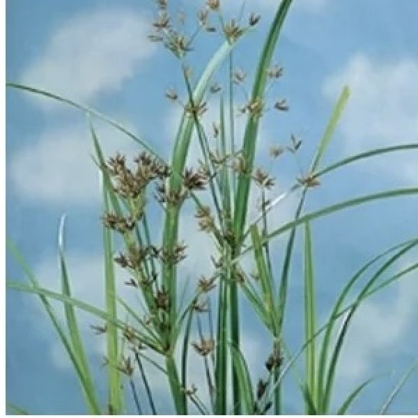 Cyperus longus
