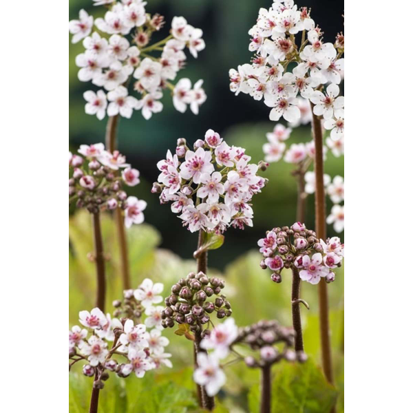 Darmera peltata
