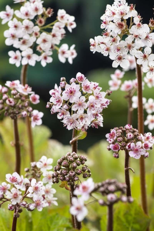 Darmera peltata
