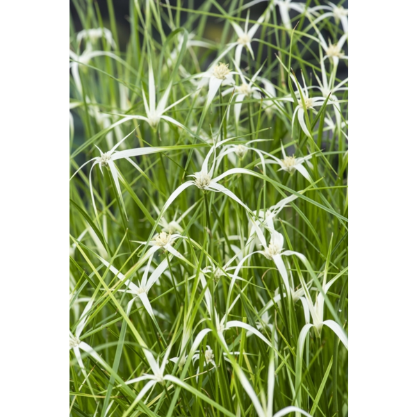 Dichroa febrifuga