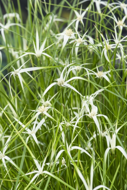 Dichroa febrifuga