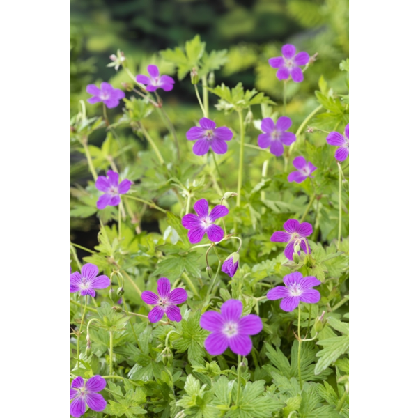 Geranium palustre