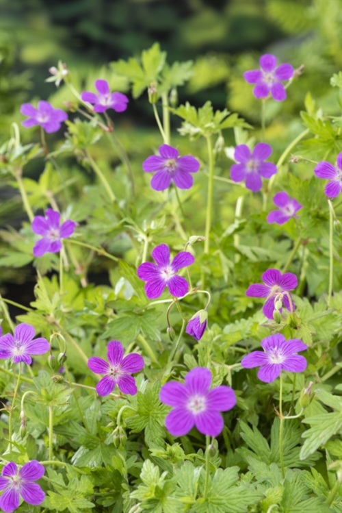 Geranium palustre