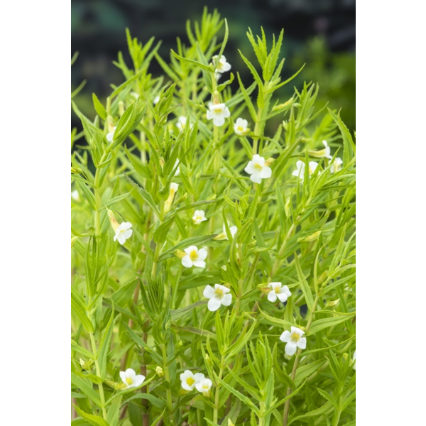 Gratiola Officinalis 