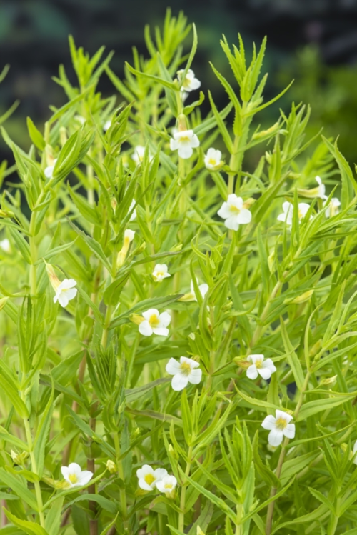 Gratiola Officinalis 