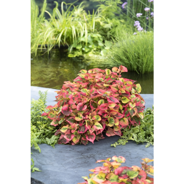 Houttuynia cordata 'Chameleon'