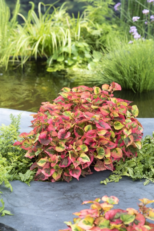 Houttuynia cordata 'Chameleon'