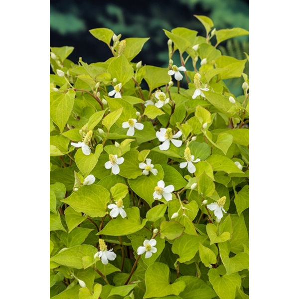 Houttuynia cordata