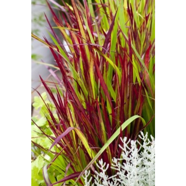 Imperata cylindrica 'Red Baron'