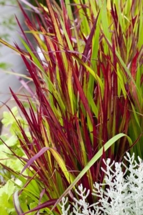 Imperata cylindrica 'Red Baron'