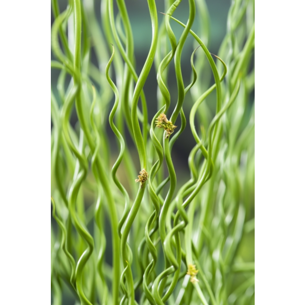 Juncus Effusus 