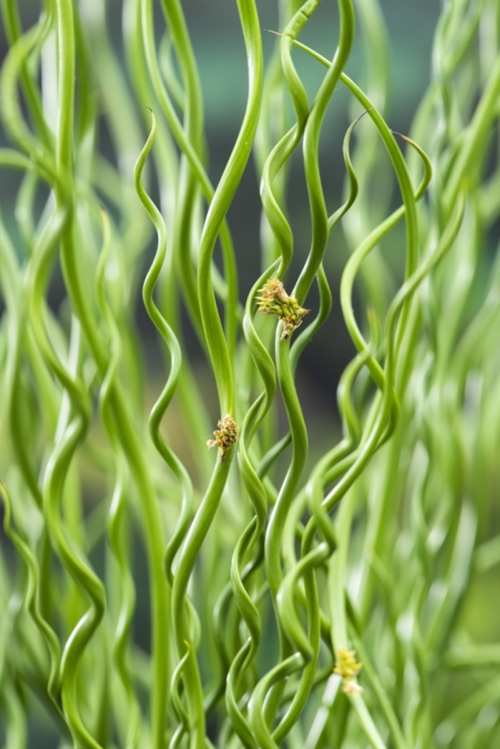 Juncus Effusus 