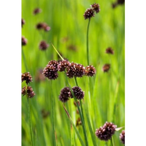 Juncus ensifolius