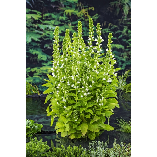 Lobelia siphilitica 'Alba'