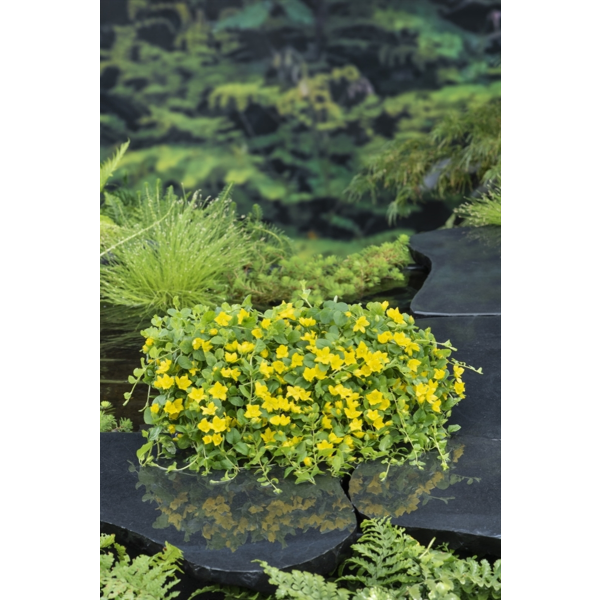 Lysimachia nummularia