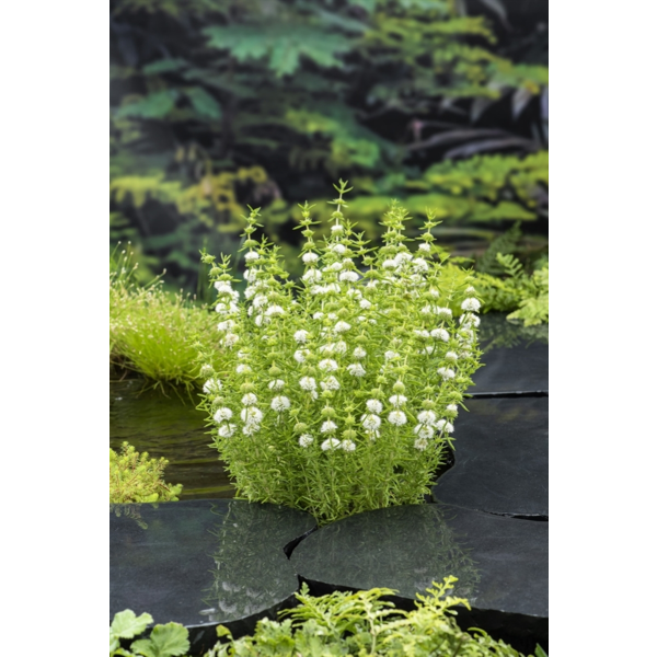 Mentha cervina 'Alba'