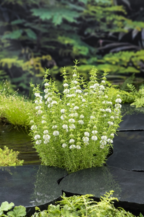 Mentha cervina 'Alba'