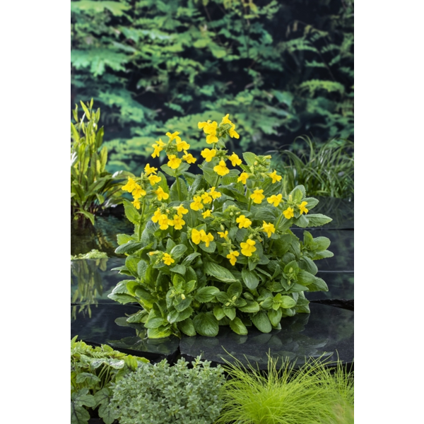 Mimulus luteus